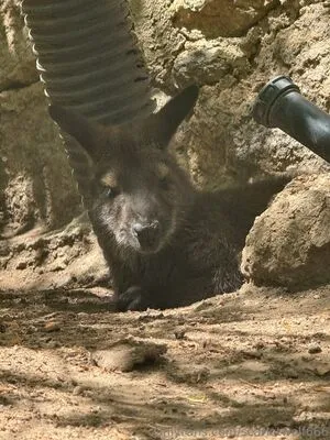 Scarletwolf666 OnlyFans Leaked Free Thumbnail Picture - #9uNezOXSbm