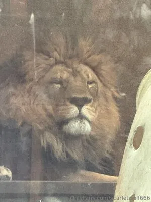 Scarletwolf666 OnlyFans Leaked Free Thumbnail Picture - #H6qc3ouA2F