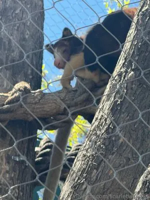 Scarletwolf666 OnlyFans Leaked Free Thumbnail Picture - #M6ckBhHwhy