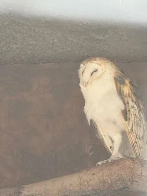 Scarletwolf666 OnlyFans Leaked Free Thumbnail Picture - #VSjQS5aQxo