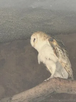 Scarletwolf666 OnlyFans Leaked Free Thumbnail Picture - #hGnycbexyx