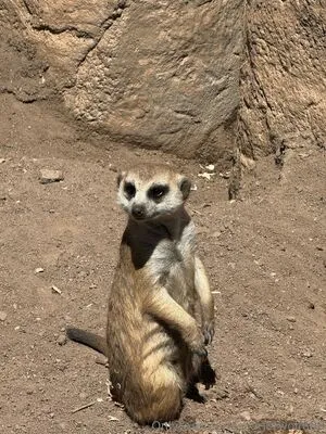 Scarletwolf666 OnlyFans Leaked Free Thumbnail Picture - #oXf0V2xxTs