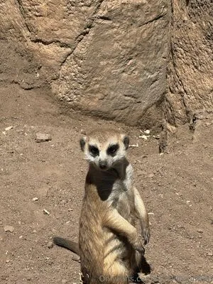 Scarletwolf666 OnlyFans Leaked Free Thumbnail Picture - #pC2CnZBQq7