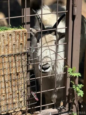 Scarletwolf666 OnlyFans Leaked Free Thumbnail Picture - #rCBRENr3LO