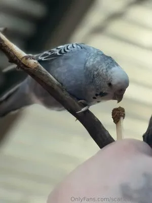 Scarletwolf666 OnlyFans Leaked Free Thumbnail Picture - #s1aJcBQQrp