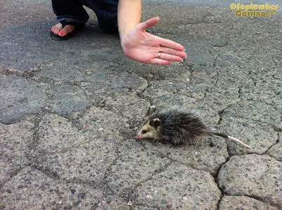 September Carrino OnlyFans Leaked Free Thumbnail Picture - #oXcrcPLx2b