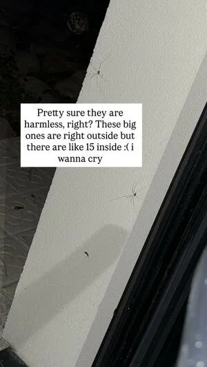 Shadowpaw52 OnlyFans Leaked Free Thumbnail Picture - #oNZLfQWI63