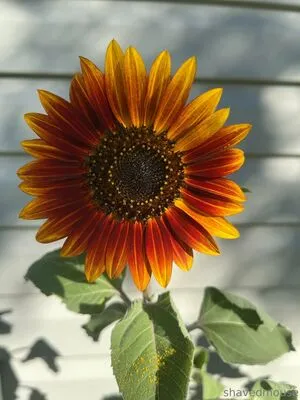 Shavedmouse OnlyFans Leaked Free Thumbnail Picture - #KcCBzTynCj