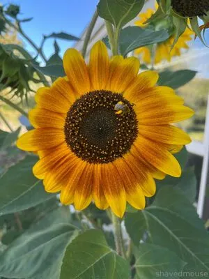 Shavedmouse OnlyFans Leaked Free Thumbnail Picture - #o43VLB4ofA