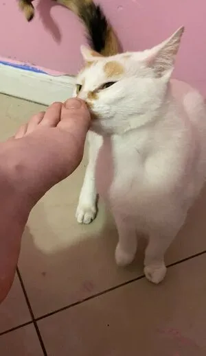 Shelbypng OnlyFans Leaked Free Thumbnail Picture - #70uvGMtzWA