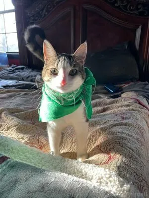 Shortnsweetgal1 OnlyFans Leaked Free Thumbnail Picture - #AAvB0QDEkZ