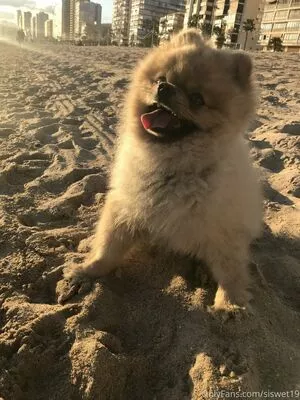 Siswet19 OnlyFans Leaked Free Thumbnail Picture - #0i92WA9kLC