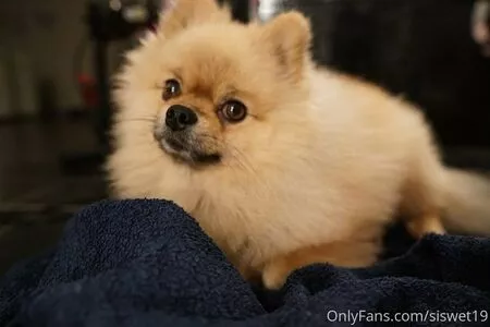 Siswet19 OnlyFans Leaked Free Thumbnail Picture - #IKl35TSWPW