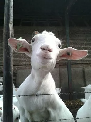 Siswet19 OnlyFans Leaked Free Thumbnail Picture - #J40a67vPV9