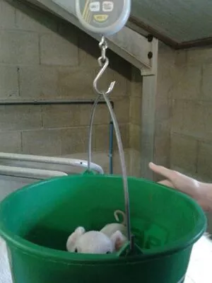 Siswet19 OnlyFans Leaked Free Thumbnail Picture - #OJZzBnCQuY