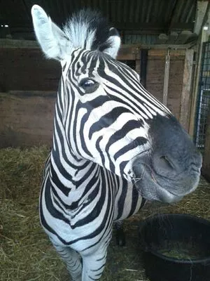 Siswet19 OnlyFans Leaked Free Thumbnail Picture - #Qe989eXMZe