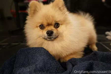 Siswet19 OnlyFans Leaked Free Thumbnail Picture - #ePtELKfQXq