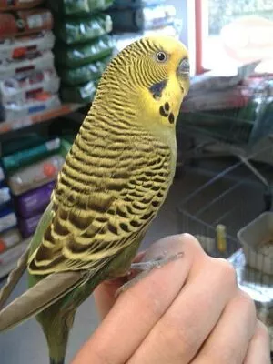 Siswet19 OnlyFans Leaked Free Thumbnail Picture - #nAhumwjnvl