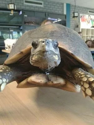 Siswet19 OnlyFans Leaked Free Thumbnail Picture - #qBOvRAmrYN