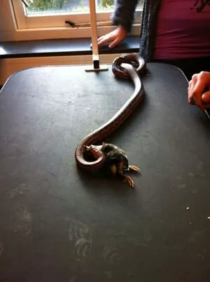 Siswet19 OnlyFans Leaked Free Thumbnail Picture - #uHz9BOzY2m