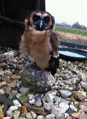 Siswet19 OnlyFans Leaked Free Thumbnail Picture - #v7fReef4dg