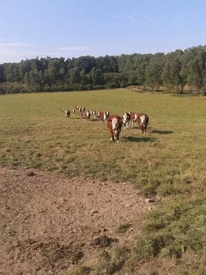 Siswet19 OnlyFans Leaked Free Thumbnail Picture - #zJQbaKtyhg