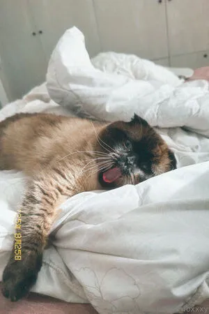 Sofi Foxxxy OnlyFans Leaked Free Thumbnail Picture - #usb7OVCpst