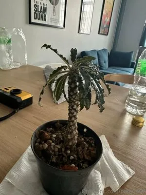 Solazolafree OnlyFans Leaked Free Thumbnail Picture - #m7OtgLJggR