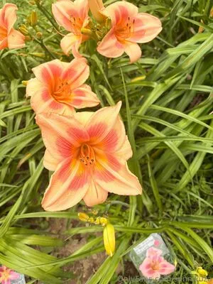 Sonnikuza OnlyFans Leaked Free Thumbnail Picture - #hhb6vSZ2sz