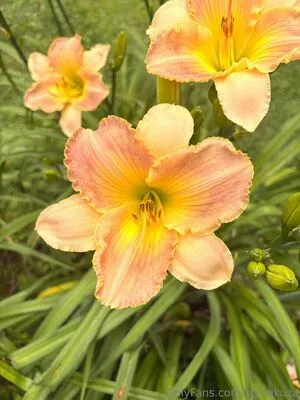 Sonnikuza OnlyFans Leaked Free Thumbnail Picture - #hitVDrcAbk