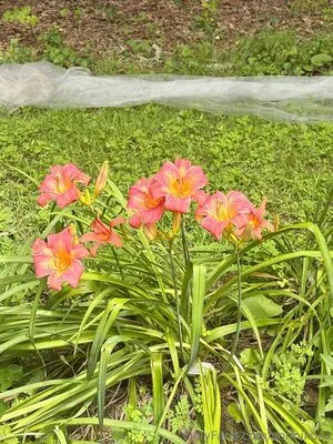 Sonnikuza OnlyFans Leaked Free Thumbnail Picture - #yfchUMpgw9