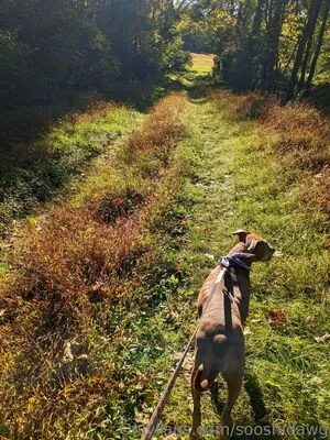 Sooshidawg OnlyFans Leaked Free Thumbnail Picture - #Fic5U9OlWY