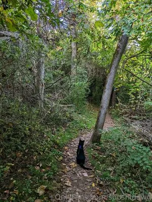 Sooshidawg OnlyFans Leaked Free Thumbnail Picture - #N9Sm0MJgKB