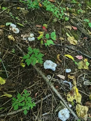 Sooshidawg OnlyFans Leaked Free Thumbnail Picture - #NCiUhu3Z4H