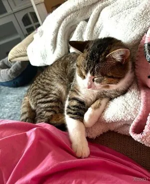 Sophiaroseisreal OnlyFans Leaked Free Thumbnail Picture - #neWhagmuzA