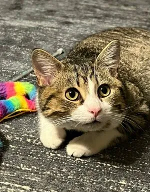 Sophiaroseisreal OnlyFans Leaked Free Thumbnail Picture - #ueCRdshxnT