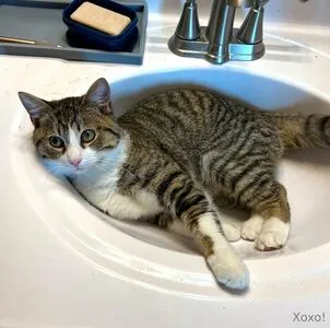 Sophiaroseisreal OnlyFans Leaked Free Thumbnail Picture - #xwnl2zJdrB