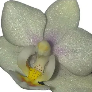 Sophiasutra OnlyFans Leaked Free Thumbnail Picture - #IfSk4sOFMx