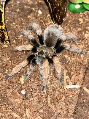 Spoodermom OnlyFans Leaked Free Thumbnail Picture - #xQ9NbM5ZJY