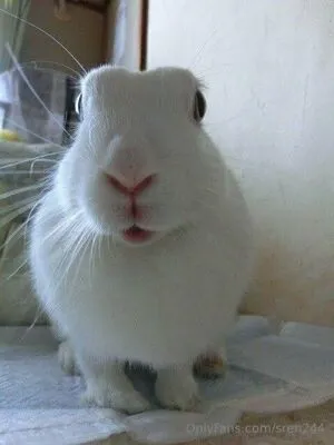 Sren244 OnlyFans Leaked Free Thumbnail Picture - #Q3PHCgayZ2