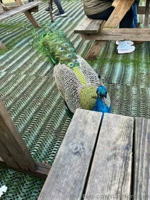 Stacesumsfree OnlyFans Leaked Free Thumbnail Picture - #IVwvIgpQ82