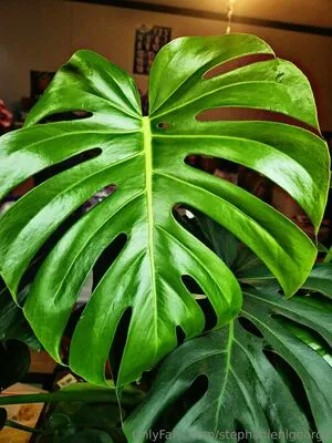 Stephanienlgeorge OnlyFans Leaked Free Thumbnail Picture - #JDkHdwQvly