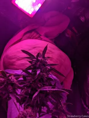 Strawberry Cakes OnlyFans Leaked Free Thumbnail Picture - #I77gu0FBu0