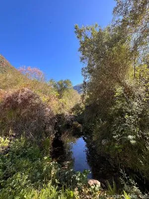 Sugar Babe Kat OnlyFans Leaked Free Thumbnail Picture - #dRcXTHnDf6