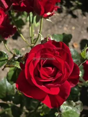 Sunnywoods OnlyFans Leaked Free Thumbnail Picture - #1UHGjyiAvv