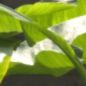 Suzu Honjo OnlyFans Leaked Free Thumbnail Picture - #F4L1FyF03H