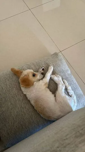 Sweetisabellaxo OnlyFans Leaked Free Thumbnail Picture - #KZAUjbXM9R