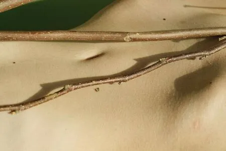 Tanya Asmodeus OnlyFans Leaked Free Thumbnail Picture - #Abi5bKMsqh