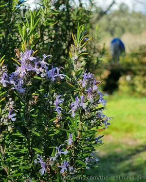 The Real Ninja Girl OnlyFans Leaked Free Thumbnail Picture - #2hS2jTZeLz