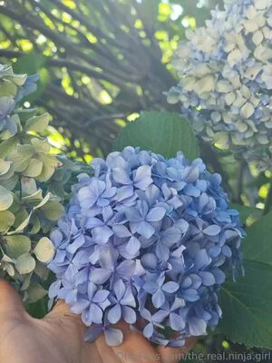 The Real Ninja Girl OnlyFans Leaked Free Thumbnail Picture - #7wH1ZLfnlY